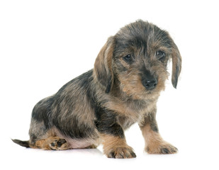 puppy Wire haired dachshund