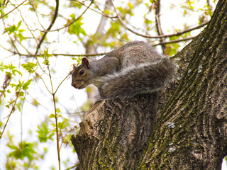 SQUIRREL IN THE TREE