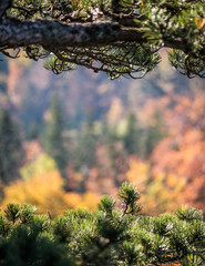 Autumn blurred sunny background