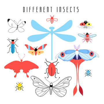 Set of different insects