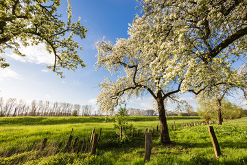 Blütenpracht im Frühling