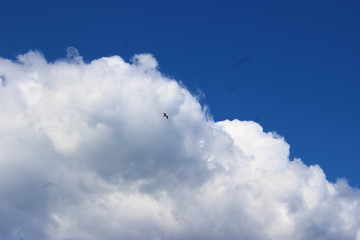 Bird on the sky