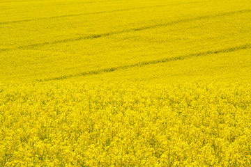 Obraz premium Ackerbau: Blühendes Rapsfeld im Frühling