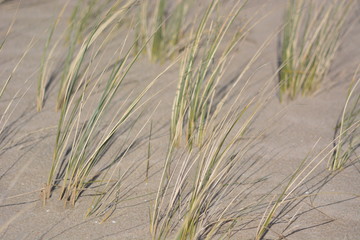 Grass in the dunes near Camperduin in Netherlands, Noordholland