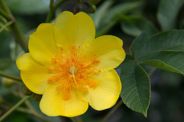 Beautiful Yellow Flowers