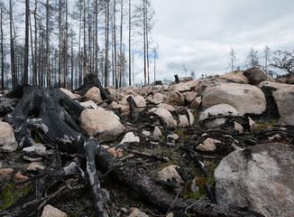 Burnt stub in rocky environment after a big forest fire in sweden