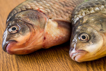 carp with fishing tackle