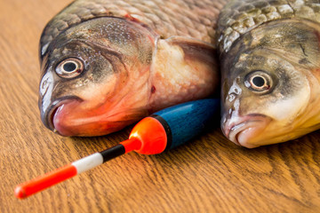 carp with fishing tackle