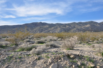 California Desert