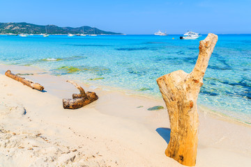 Fototapeta na wymiar Tree trunk on beautiful Saleccia beach, Corsica island, France