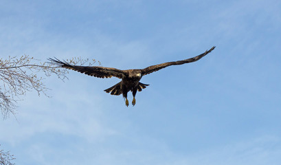 Fototapeta na wymiar Juvenile bald eagle in flight