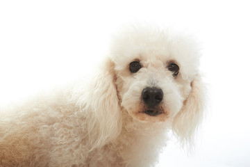 portrait of white poodle