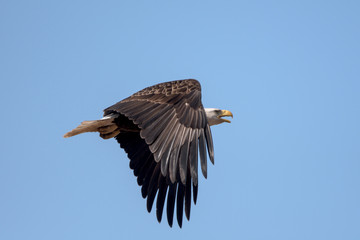 An American Bald Eagle flying around on a beautiful day.