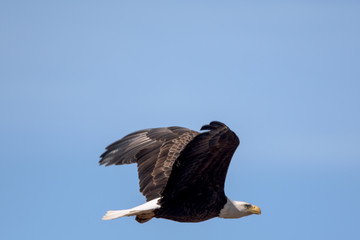 Naklejka premium An American Bald Eagle flying around on a beautiful day.