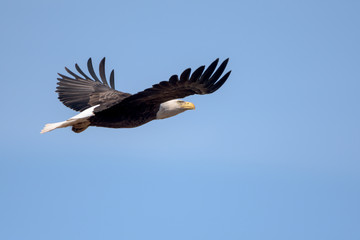 An American Bald Eagle flying around on a beautiful day.