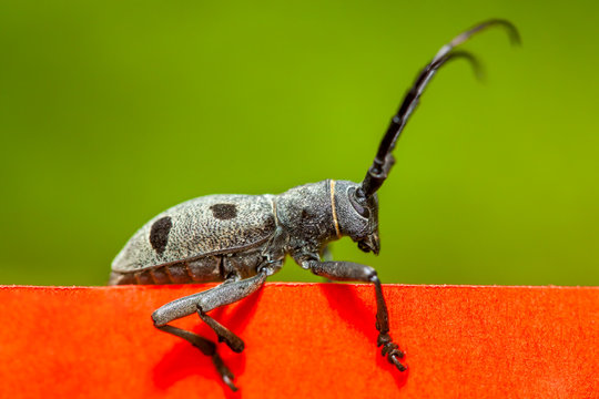 beetle on red and green background