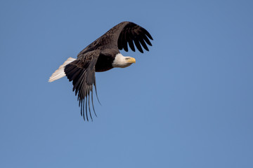 An American Bald Eagle flying around on a beautiful day.