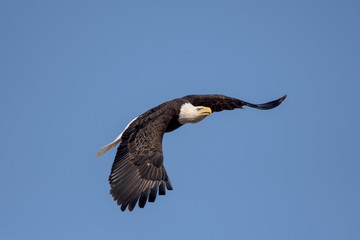 An American Bald Eagle flying around on a beautiful day.
