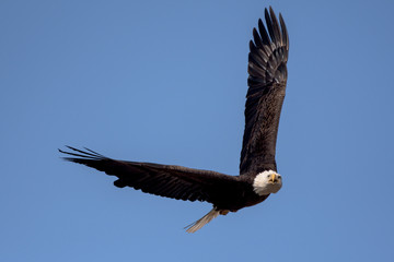 An American Bald Eagle flying around on a beautiful day.