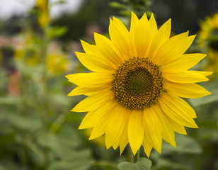Bright yellow sunflowers in the farm