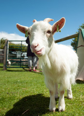 Obraz premium Happy young Goat looking at the camera.