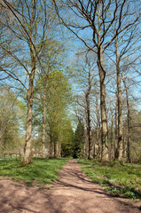 Obraz premium Woodland walks in Herefordshire, England.