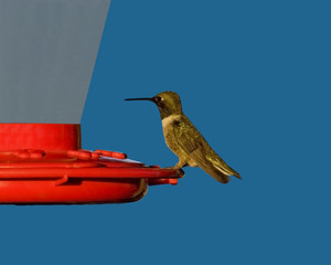 Black-chinned Hummingbird on Feeder