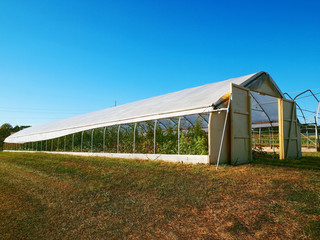 Long Open Greenhouse With Plants