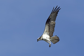 Osprey with wings backward.