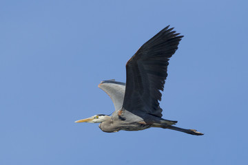 Fototapeta na wymiar Heron with wings spread in sky.