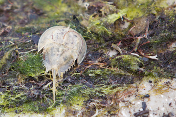 Horseshoe Crab