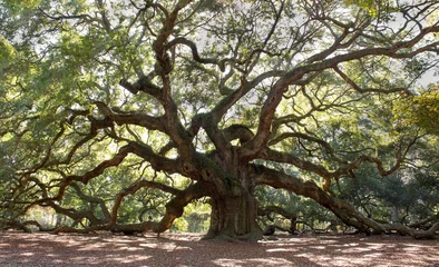 Fotobehang Bomen Angle Oak Tree - Majestueuze levende eiken hoekboom in Charleston South Carolina