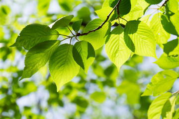 Fototapeta na wymiar Fresh green of sunshine filtering through foliage