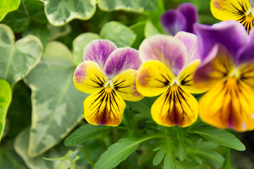 pansy