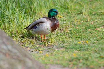 Stockente (Anas platyrhynchos) Erpel, Männchen am Ufer des Teiches