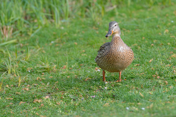 Stockente (Anas platyrhynchos) Weibchen am Ufer des Teiches