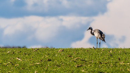 Kranich (Grus grus) als Silhouette auf einem Feld
