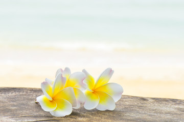 Fototapeta na wymiar Frangipani tropical flowers with beach background
