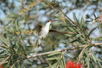 El colibrí sobrevuela la flor.
