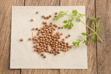 Coriander seeds and leaves on a wooden background
