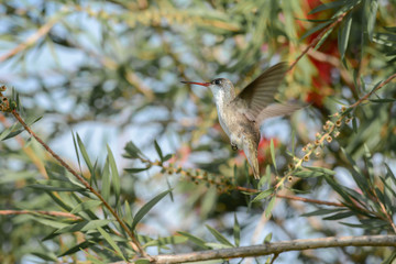 El colibrí detiene su vuelo cerca de la planta. © jesuschurion57