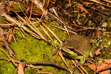 Pine Barrens Tree Frog