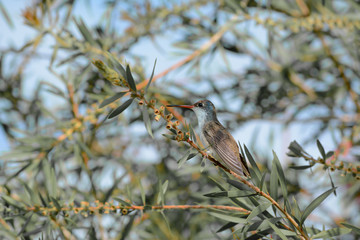 El colibrí pica la planta y mira al frente.