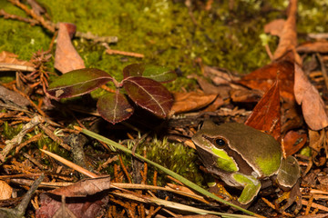 Pine Barrens Tree Frog