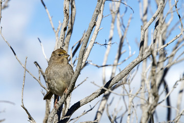 Golden Crowned Sparrow in a leaf bare tree with blue sky and clo