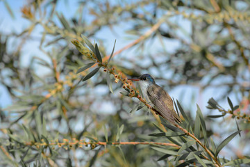 El colibrí está mirando la flor.