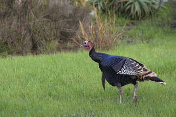 Young wild Tom Turkey walking in a grassy field