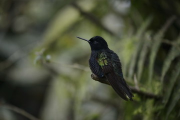 The hummingbird  sitting on the tree.