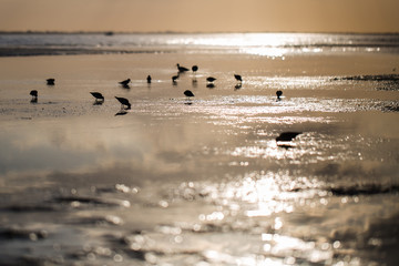 Birds in the setting sun