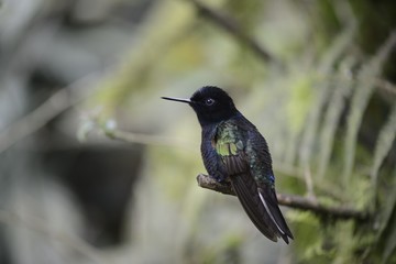 The hummingbird  sitting on the tree.
